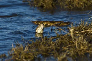 Constrictor Snake Species Stampe: Natal Rock Python (Python natalensis)