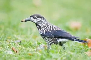 Searching For Food In Nature Stampe: Nutcracker