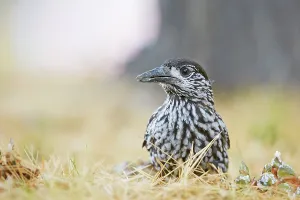 Foraging Bird Species Stampe: Nutcracker