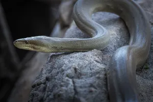 Constrictor Snake Species Stampe: Olive python (Liasis olivaceus)