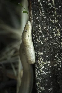 Constrictor Snakes Stampe: Olive python (Liasis olivaceus)