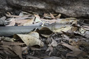 Australian Snakes Stampe: Olive python (Liasis olivaceus)