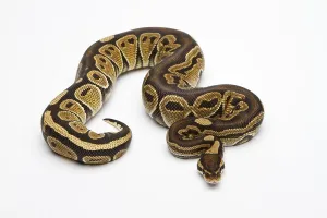 Terrarium Animals Stampe: Paradox Super Fire Ball Python or Royal Python (Python regius)