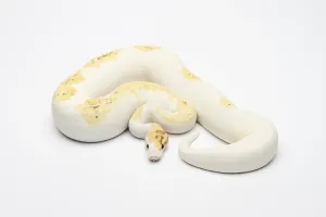 Paradox Super Fire Ball Python or Royal Python (Python regius)