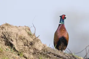 Pheasant Male Stampe: Pheasant (Phasianus colchicus)