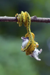 Foraging In The Wild Stampe: Python catch a prey on a tree