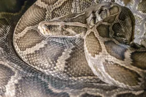 Constrictor Snake Species Stampe: Python molurus (Indian python)