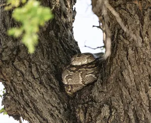 African Reptile Images Stampe: Python (Pythonidae) resting on a tree