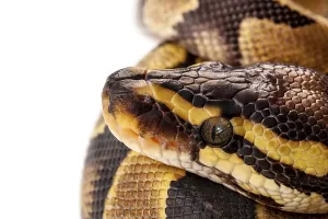 Python Regius Stampe: Python Regius snake isolated on white background