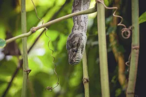 Tropical Jungle Landscape Photo Stampe: Python in a tree in a tropical jungle