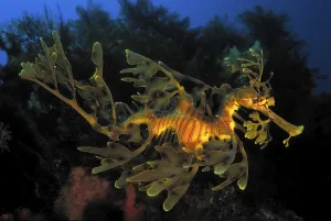 Bony Fish Species Image Stampe: Ragfish (Phycodurus eques), Kangaroo Island