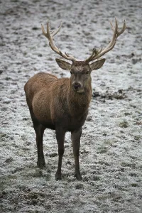 Red Stag Stampe: Red deer