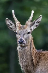 European Red Stag Stampe: Red deer (Cervus elaphus), spike
