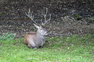 European Red Stag Stampe: Red deer (Cervus elaphus), Volcanic Eifel
