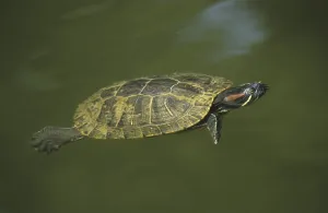 Water Animal Pictures Stampe: Red-eared Turtle (Pseudemis scripta elegans)