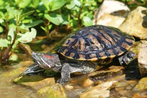 No People Animals Stampe: Red-eared Turtle (Trachemys scripta elegans) (Pseudemys scripta elegans)