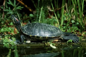Trachemys Scripta Elegans Stampe: Red-eared Turtle (Trachemys scripta elegans) (Pseudemys scripta elegans)