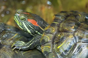Red Eared Slider Stampe: Red-eared Turtle (Trachemys scripta elegans) (Pseudemys scripta elegans)