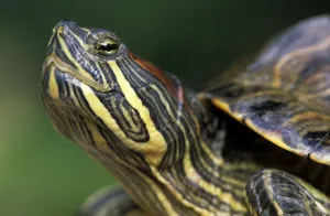 Red Eared Slider Stampe: Red-eared Turtle (Trachemys scripta elegans) (Pseudemys scripta elegans)