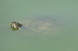 Uninhabited Wildlife Environments Stampe: Red-eared Turtle (Trachemys scripta elegans) (Pseudemys scripta elegans)