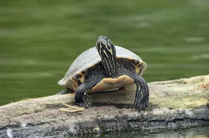 Animals In The Wild USA Stampe: Red-eared Turtle (Trachemys scripta elegans) (Pseudemys scripta elegans)