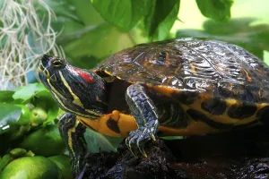No People Wild Animals Germany Stampe: Red-eared Turtle (Trachemys scripta elegans) (Pseudemys scripta elegans)