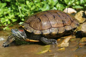 Red Eared Slider Stampe: Red-eared Turtle (Trachemys scripta elegans) (Pseudemys scripta elegans)