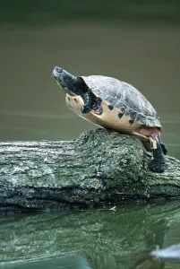 Red Eared Slider Stampe: Red-eared Turtle (Trachemys scripta elegans) (Pseudemys scripta elegans)