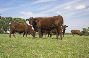 Ungulate Animal Husbandry Stampe: Red Ruby Devon cattle, purebred