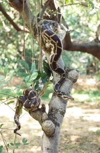 Constrictor Snakes Stampe: Reptiles, Python Indian rock python molurus