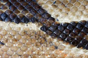 Scaled Reptile Wildlife Photography Stampe: Reticulate Python, skin detail (Python reticulatus) (Python reticulata)