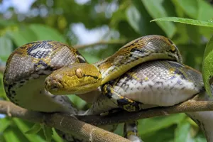 Reticulated Python Stampe: Reticulated python (Malayopython reticulatus)