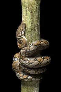 Reticulated Python Stampe: Reticulated python (Malayopython reticulatus)