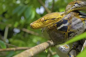 Reticulated Python Stampe: Reticulated python (Malayopython reticulatus)