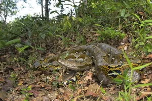 Reticulated Python Stampe: Reticulated python (Malayopython reticulatus)