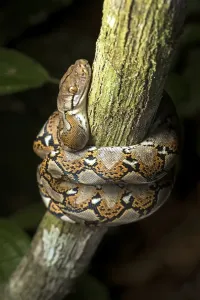 No People In The Jungle Stampe: Reticulated python (Malayopython reticulatus)