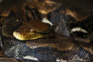 Constrictor Snake Species Stampe: Reticulated Python (Malayopython reticulatus)