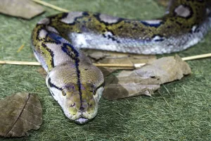 Constrictor Snake Stampe: Reticulated python (Malayopython reticulatus)