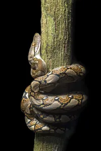 Constrictor Snakes Stampe: Reticulated python (Malayopython reticulatus)
