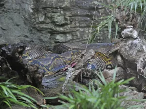 Jungle Wilderness Photography Stampe: Reticulated python (Malayopython reticulatus)
