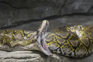 Reticulated Python Stampe: Reticulated python (Malayopython reticulatus) (Python reticulatus) nonvenomous constrictor snake native to South