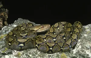 Wildlife Protection Stampe: Reticulated python, python reticulatus