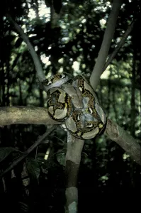 Reticulated Python Stampe: Reticulated python (Python reticulatus)