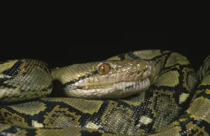 Reticulated Python Stampe: Reticulated Python, python reticulatus