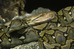 Reticulated Python Stampe: Reticulated python, python reticulatus, adult