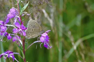 Diurnal Lepidoptera Stampe: Ringlet (Aphantopus hyperantus)