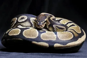 Empty Studio Environment Photos Stampe: Royal Python (Python regius)