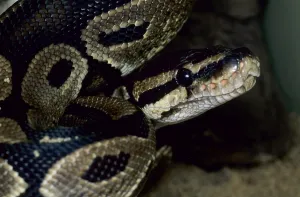 Royal Python Stampe: Royal python (Python regius)