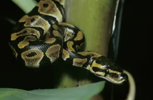 Python Regius Stampe: Royal python (Python regius)