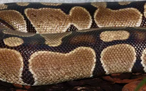 Royal Python Stampe: Royal Python (Python regius)